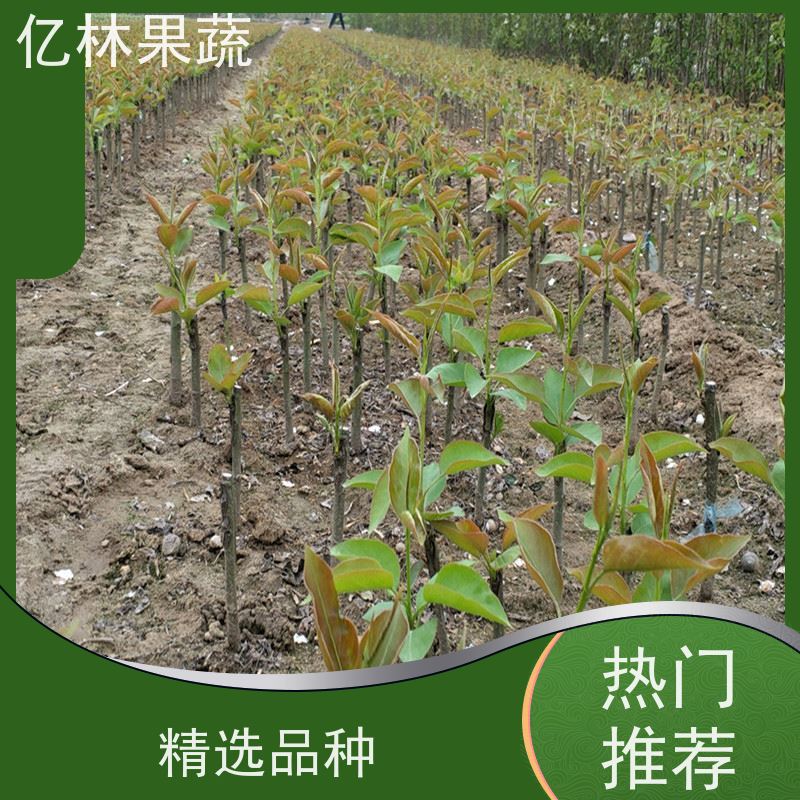 亿林苗木 园林嫁接桃苗 现挖现发新鲜 粗两公分 根系饱满成活率高