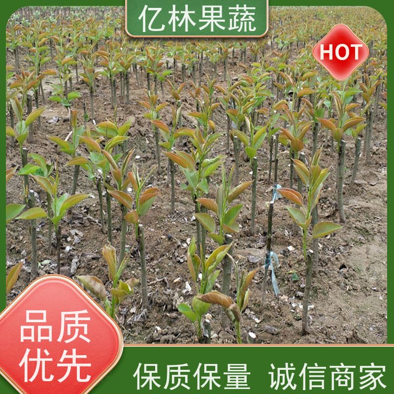 亿林苗木 黄桃苗 园林绿化果树苗 抗寒能力强 成活率高