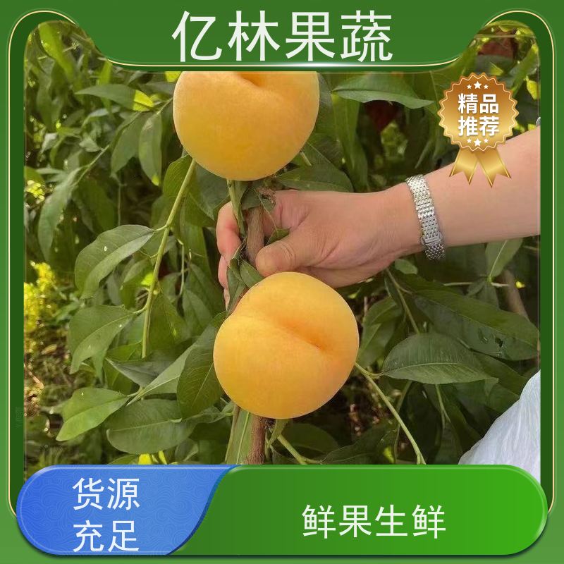 基地供应 冬桃苗 园林绿化果树苗 抗寒能力强 果实饱满味道好