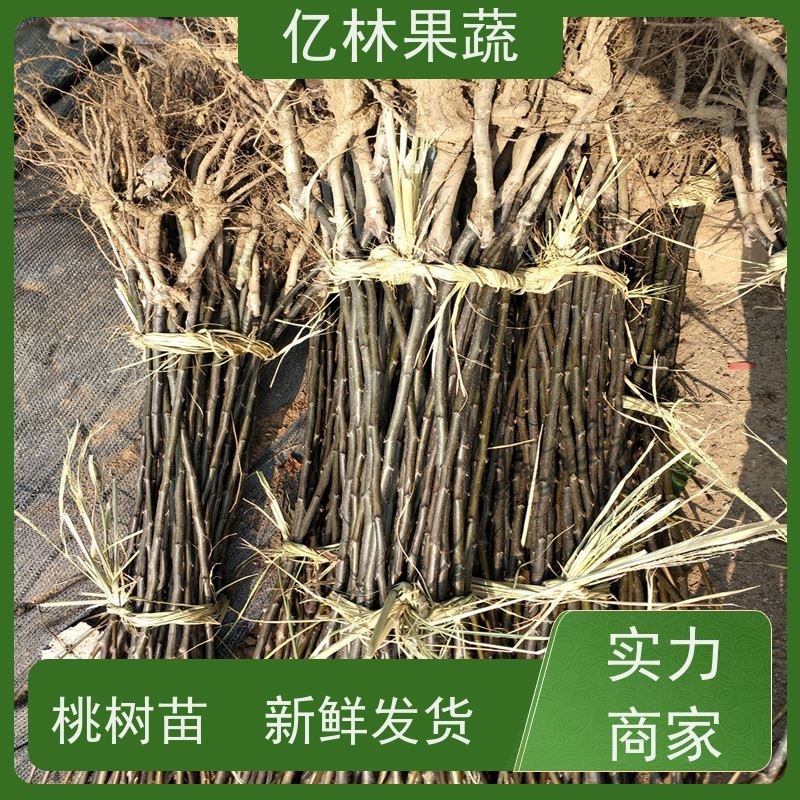 基地培育 晚熟桃树苗 新品种挑苗 香甜可口 果实饱满味道好