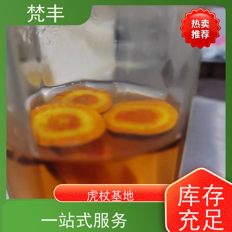 梵丰 虎杖驯化苗 中药材苗容易种活 欢迎来电洽谈
