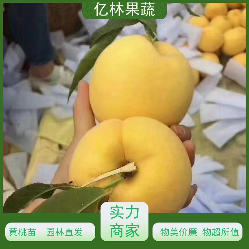基地培育 晚熟桃树苗 嫁接技术指导 抗寒能力强 根系饱满成活率高