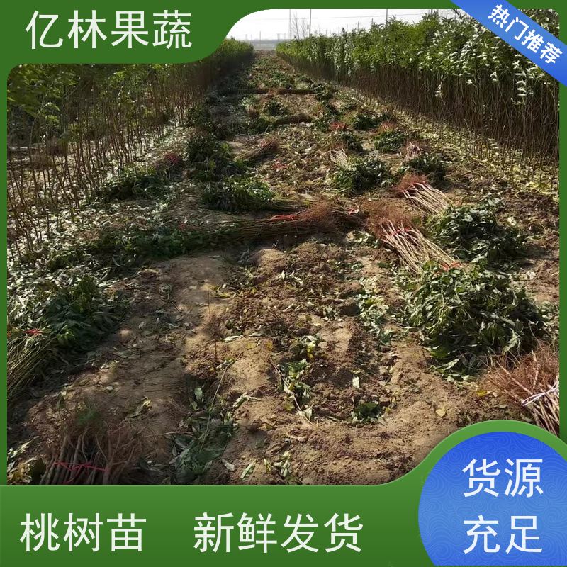 亿林苗木 桃树苗 晚熟品种桃 口感脆甜 基地直发