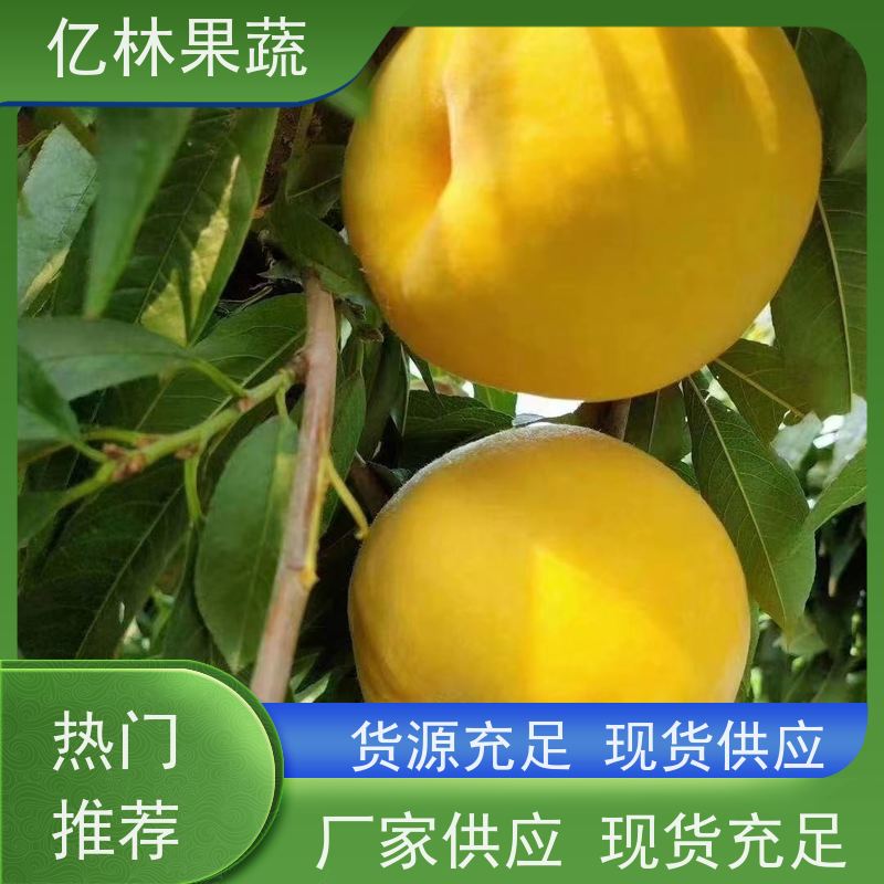 基地培育 黄桃苗 新品种挑苗 香甜可口 根系饱满成活率高