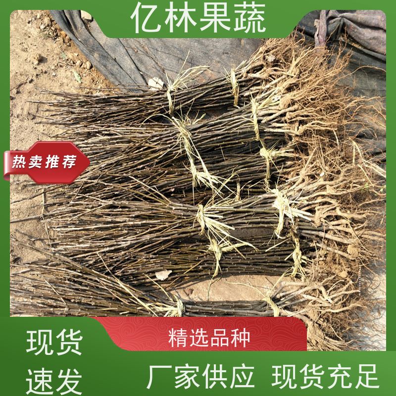 亿林苗木 桃树苗 现挖现发新鲜 粗两公分 根系饱满成活率高