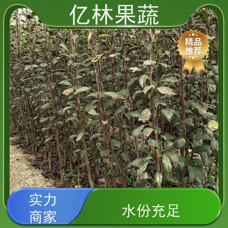 亿林苗木 晚熟桃树苗 现挖现发 口感香甜 果实饱满味道好