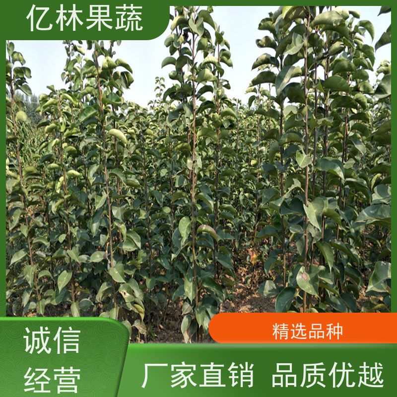亿林苗木 晚熟桃树苗 特产果树桃幼苗 成活率高