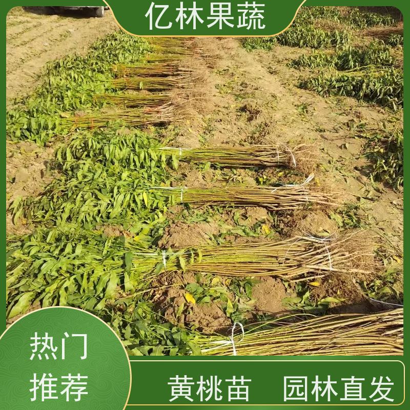 基地供应 秋彤桃 晚熟品种桃 口感脆甜 易栽培桃树苗