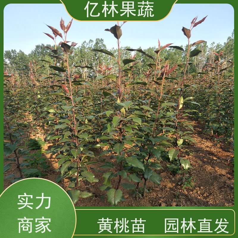 亿林苗木 黄桃苗 盆栽地栽庭院桃树苗苗 基地直发