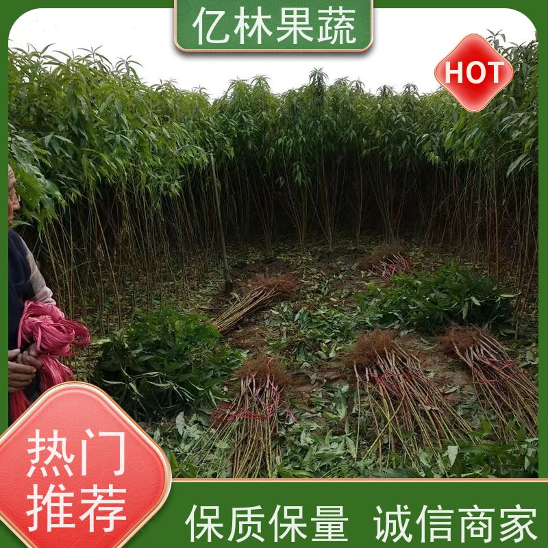 亿林苗木 园林嫁接桃苗 三公分现挖现发 品种齐全 果实饱满味道好