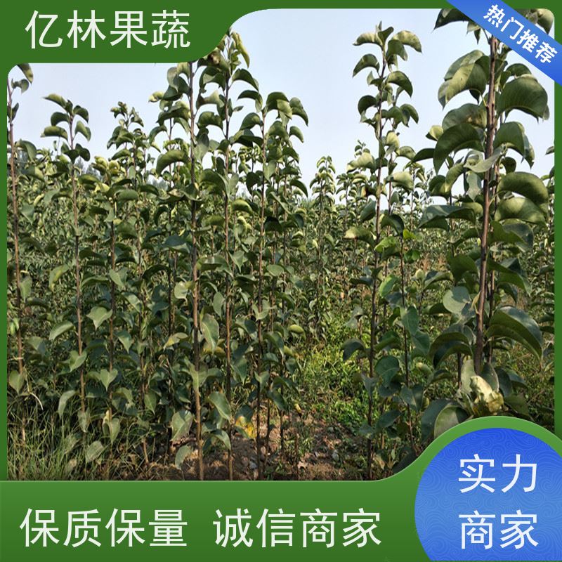 基地供应 油桃苗 晚熟品种桃 口感脆甜 成活率高