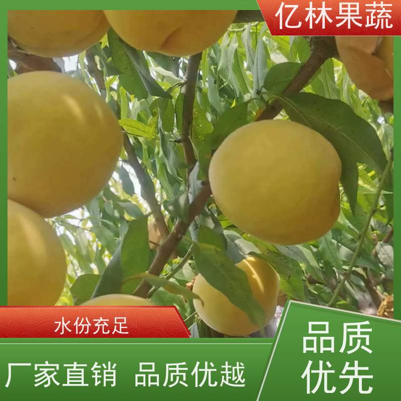 基地供应 晚熟桃树苗 三公分现挖现发 品种齐全 根系饱满成活率高