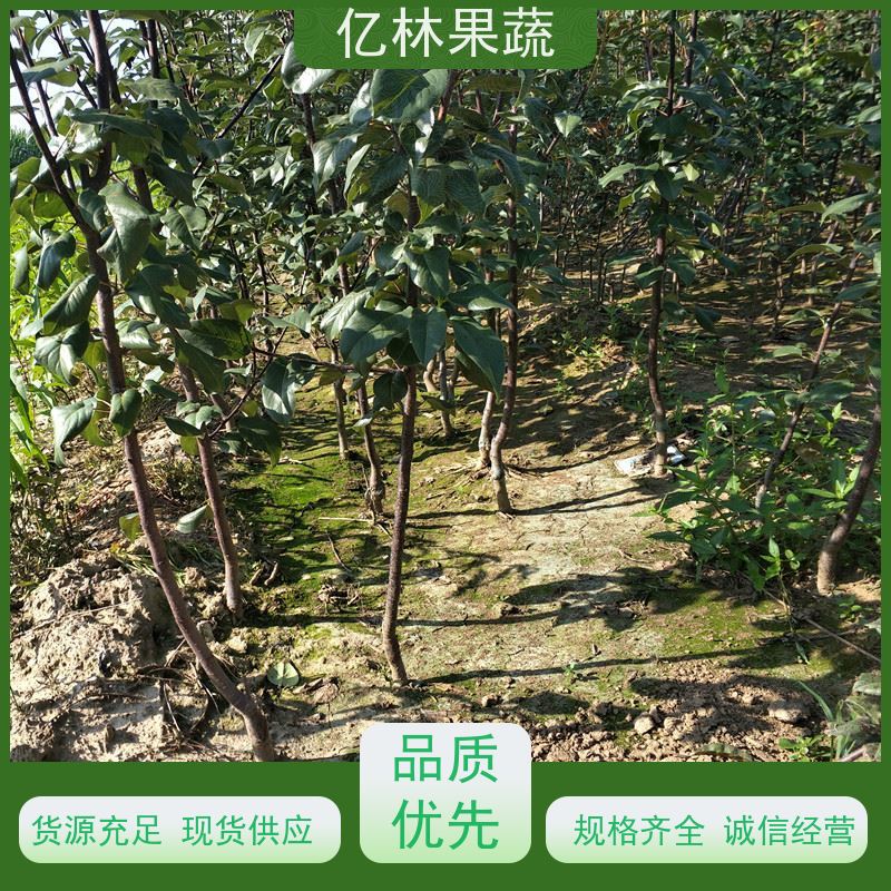 亿林苗木 园林嫁接桃苗 现挖现发 口感香甜 易栽培桃树苗