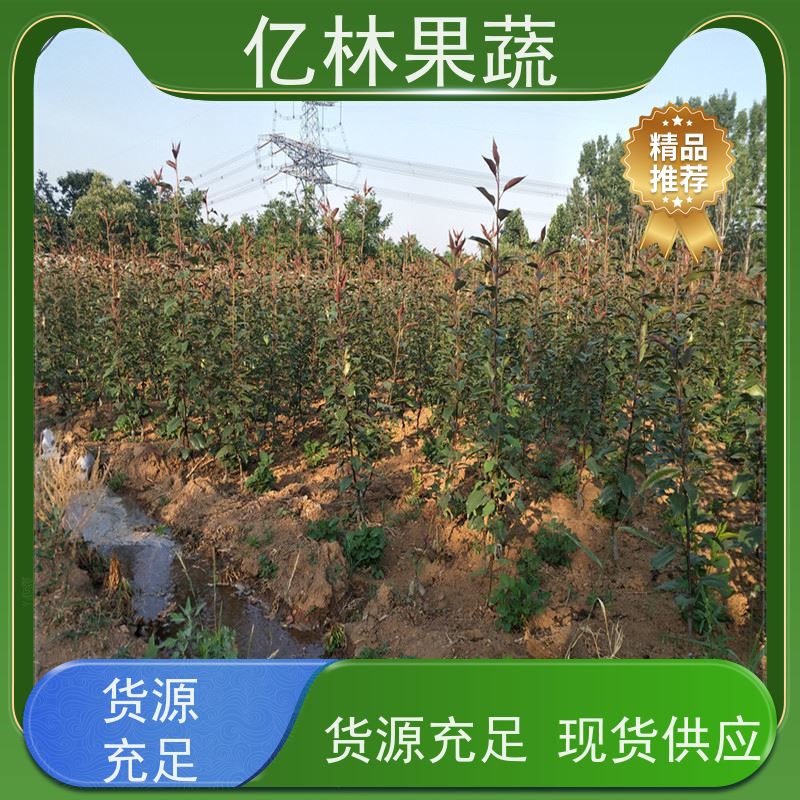 基地供应 冬桃苗 晚熟品种桃 口感脆甜 根系饱满成活率高