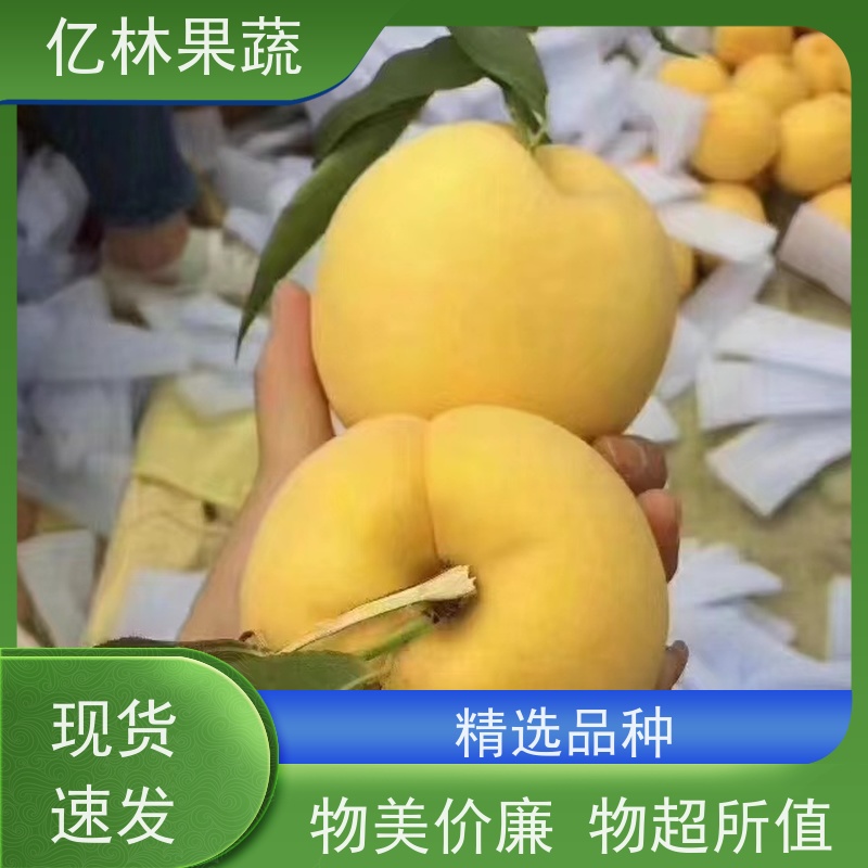 基地培育 油桃苗 园林绿化果树苗 抗寒能力强 根系饱满成活率高