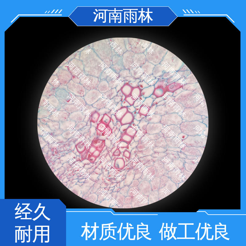 雨林 实验标本 个性化定做 可提供材料 细胞清晰