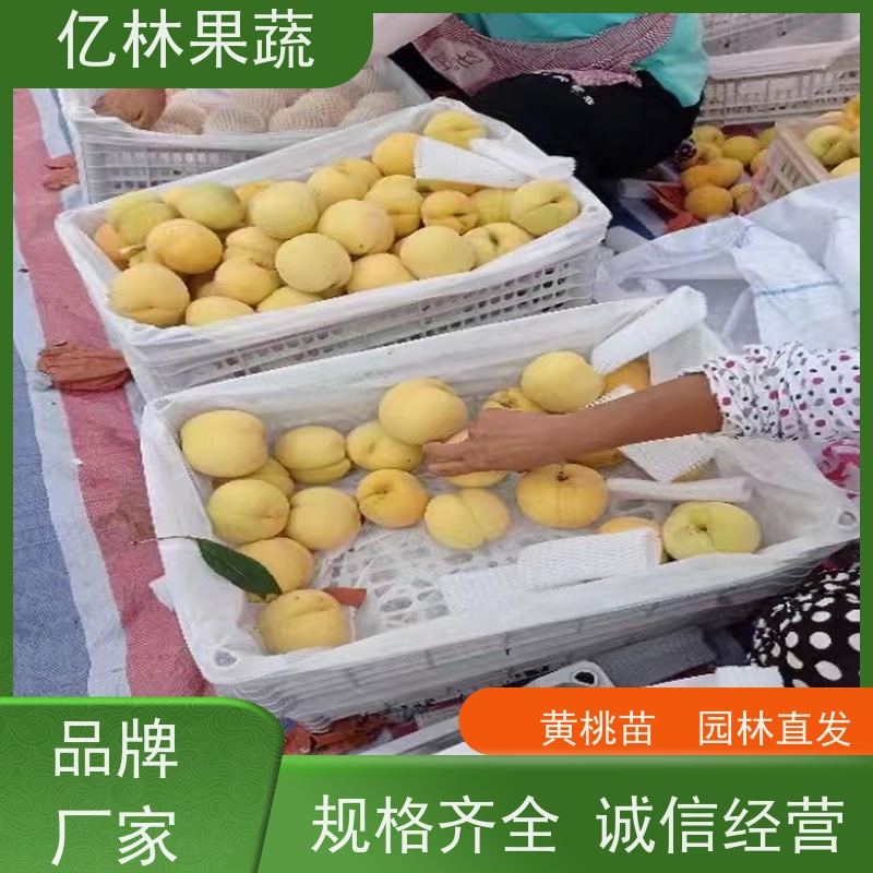 亿林苗木 油桃苗 现挖现发新鲜 粗两公分 成活率高