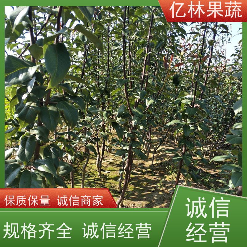 亿林苗木 园林嫁接桃苗 特产果树桃幼苗 成活率高