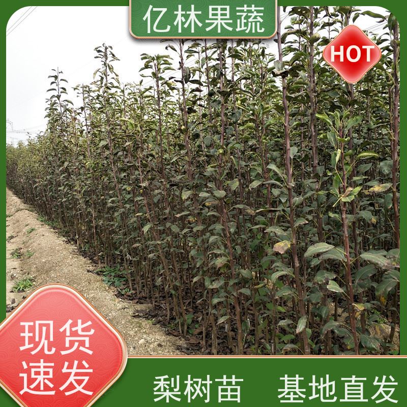 亿林苗木 晚熟桃树苗 特产果树桃幼苗 果实饱满味道好