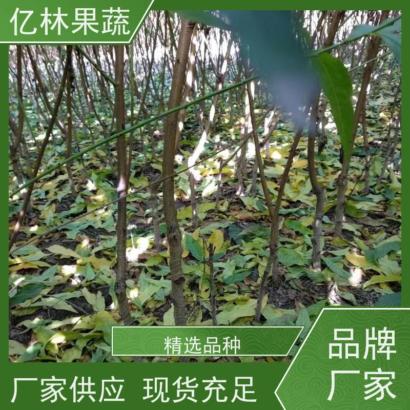 亿林苗木 冬桃苗 园林绿化果树苗 抗寒能力强 果实饱满味道好
