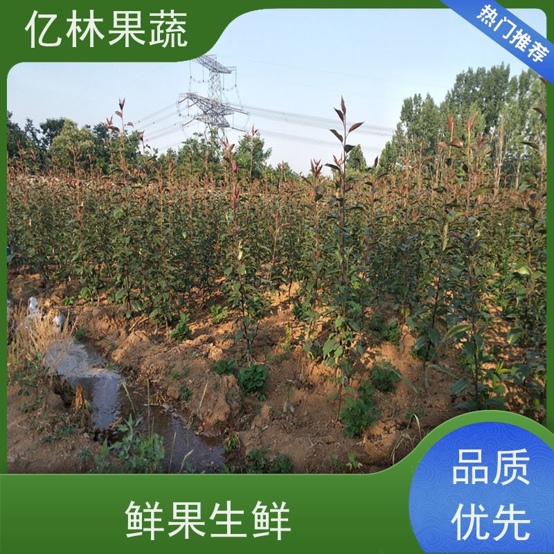 亿林苗木 油桃苗 三公分现挖现发 品种齐全 易栽培桃树苗