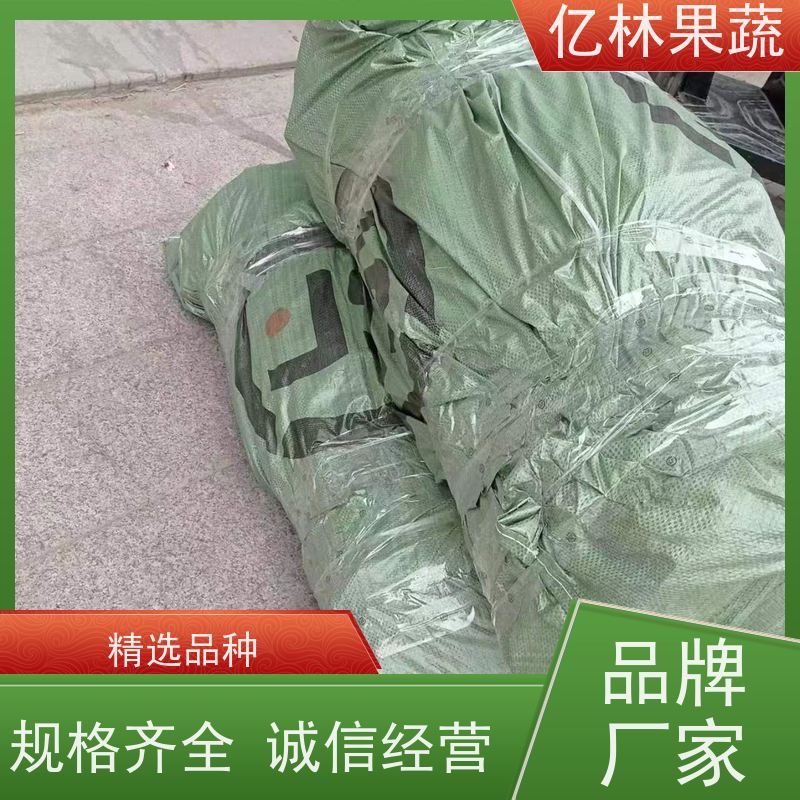 基地供应 园林嫁接桃苗 特产果树桃幼苗 易栽培桃树苗