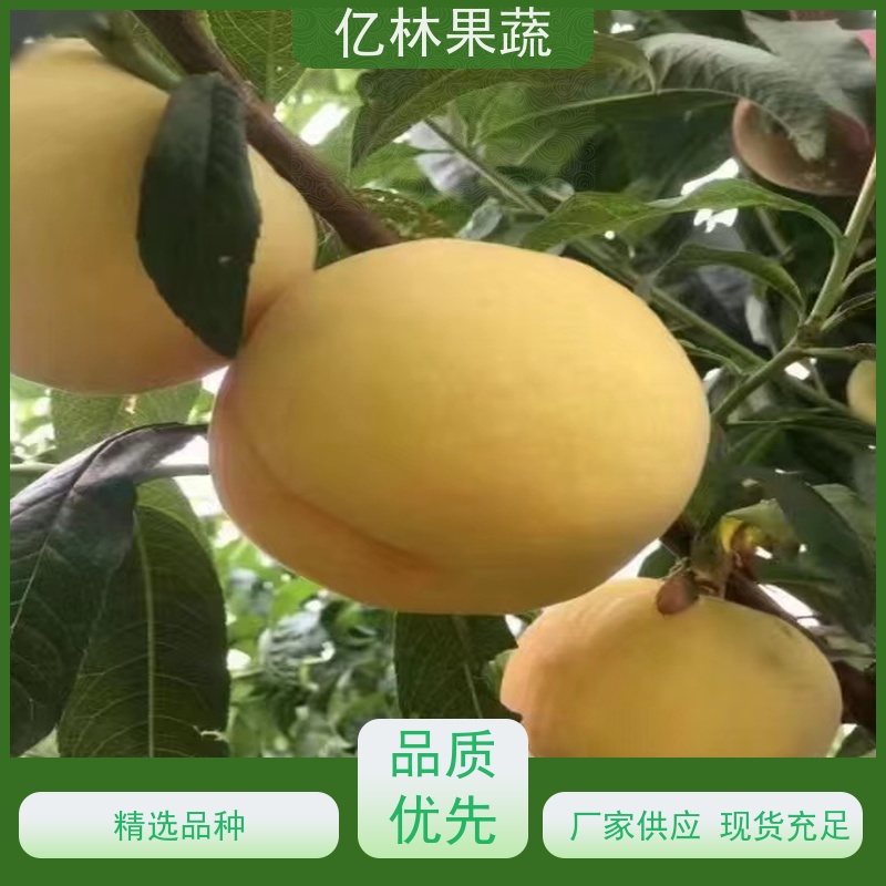 基地供应 晚熟桃树苗 特产果树桃幼苗 果实饱满味道好
