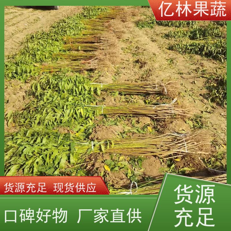 基地供应 冬桃苗 三公分现挖现发 品种齐全 成活率高