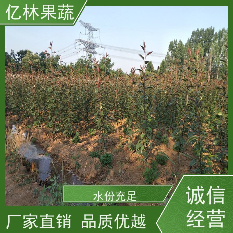 基地供应 秋彤桃 新品种挑苗 香甜可口 根系饱满成活率高