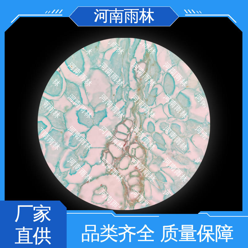 性价比高 显微切片 厂家销售 细胞清晰 雨林教育