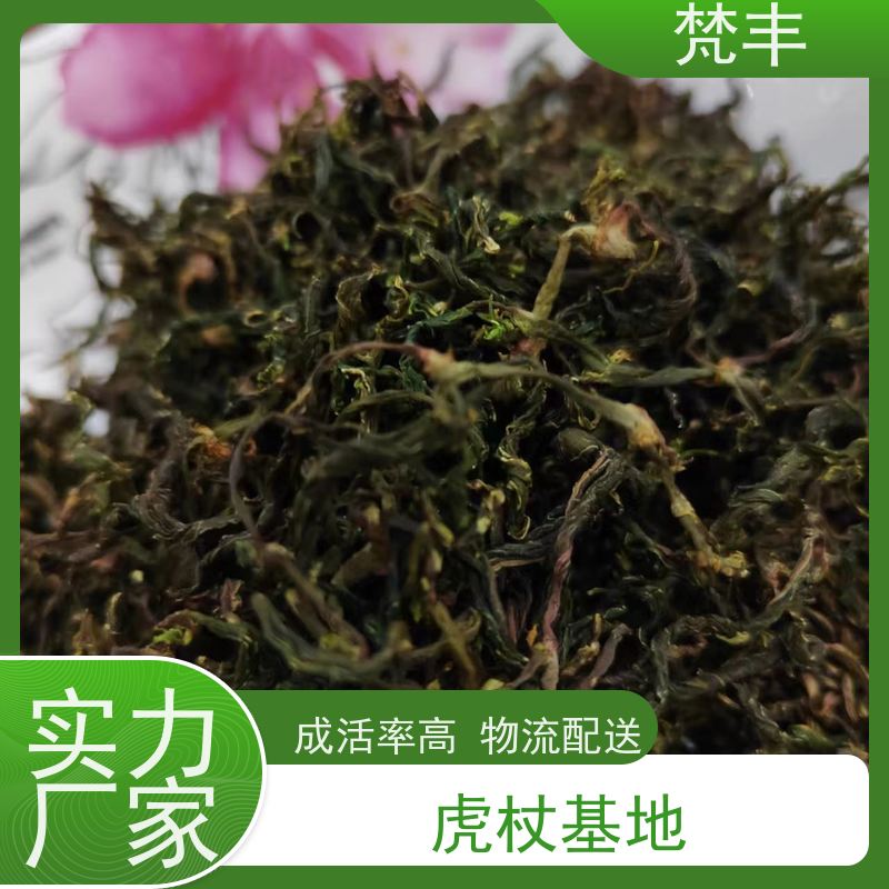 梵丰 虎杖管理方法 无硫熏蒸 库存充足 厂家供应