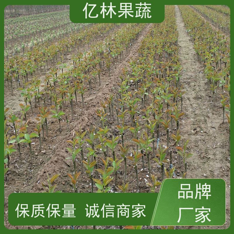 基地供应 冬桃苗 特产果树桃幼苗 果实饱满味道好