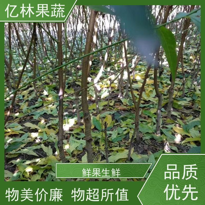 亿林苗木 秋彤桃 三公分现挖现发 品种齐全 果实饱满味道好