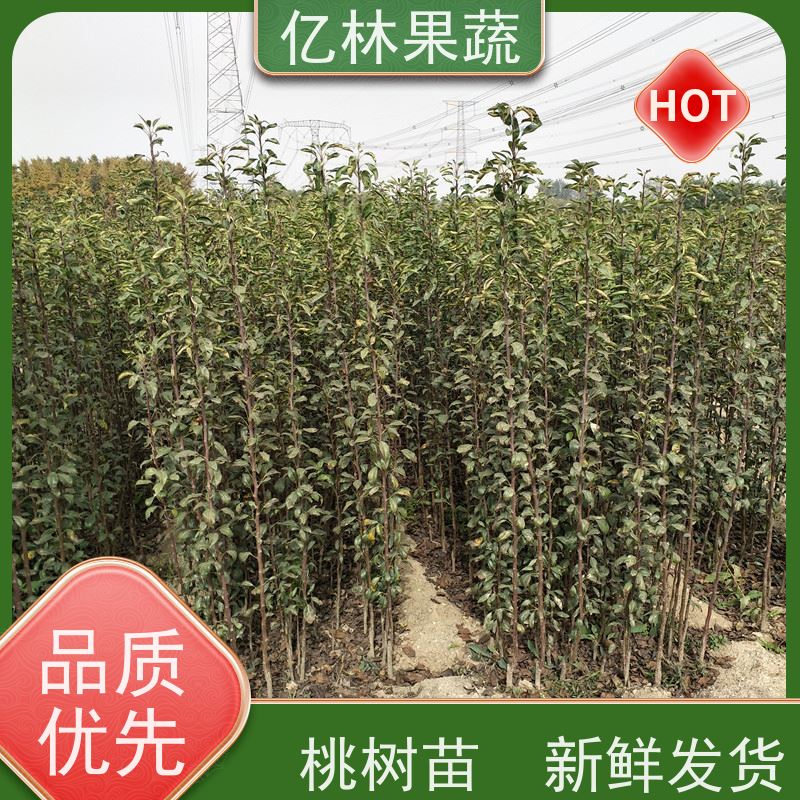 基地培育 黄桃苗 现挖现发新鲜 粗两公分 果实饱满味道好
