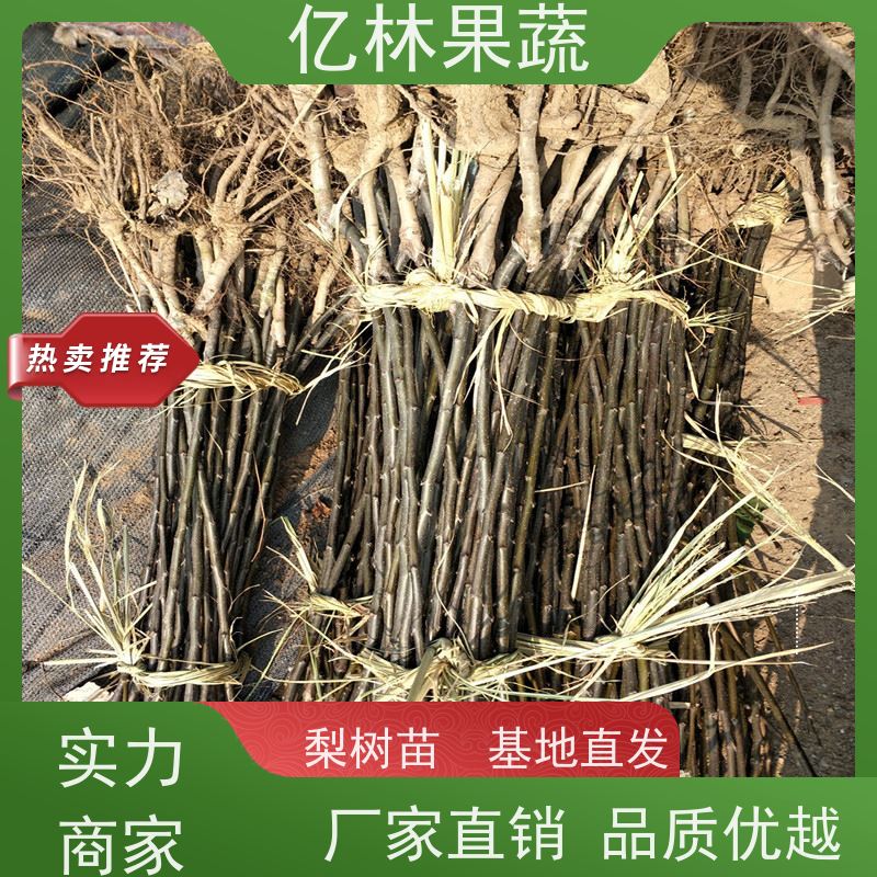 亿林苗木 桃树苗 现挖现发新鲜 粗两公分 根系饱满成活率高