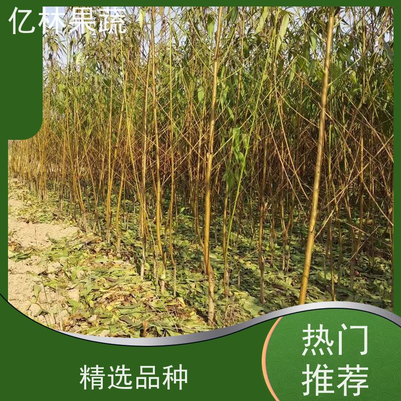 亿林苗木 秋彤桃 嫁接技术指导 抗寒能力强 成活率高