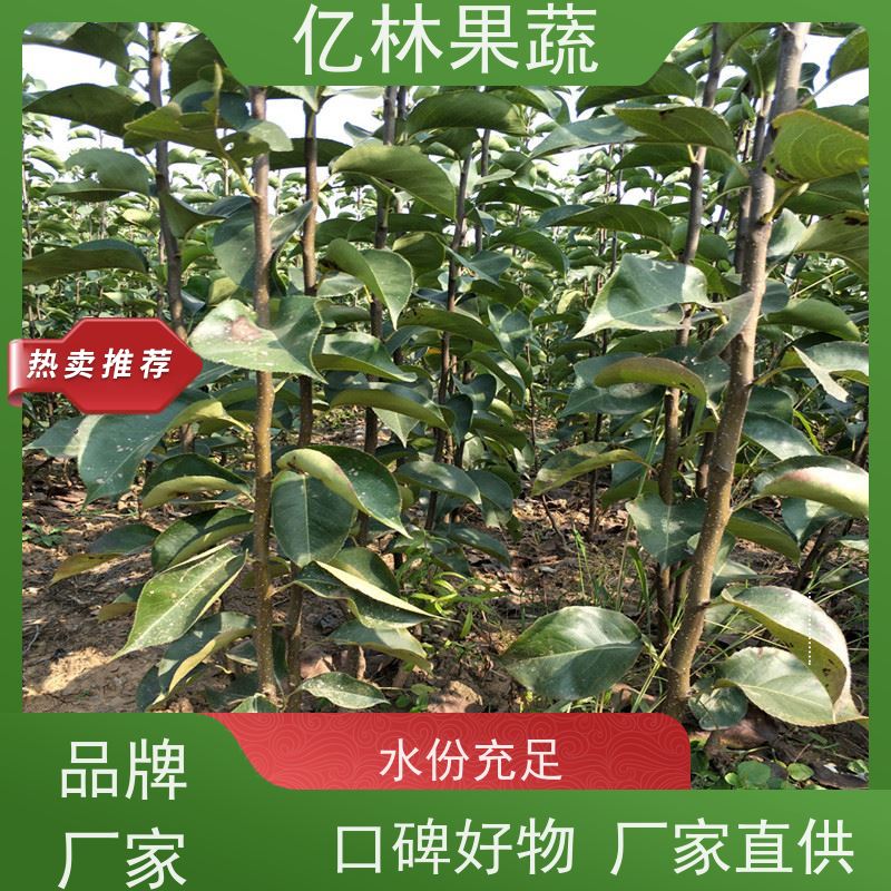 基地培育 园林嫁接桃苗 现挖现发新鲜 粗两公分 易栽培桃树苗