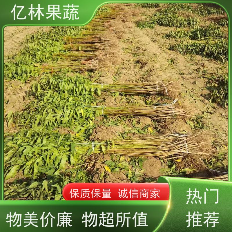 基地供应 园林嫁接桃苗 现挖现发 口感香甜 果实饱满味道好