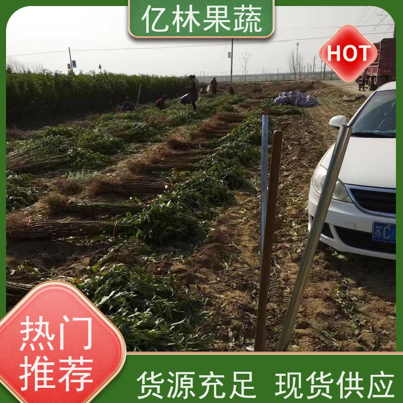 基地供应 秋彤桃 果树苗批发 当年结果 成活率高