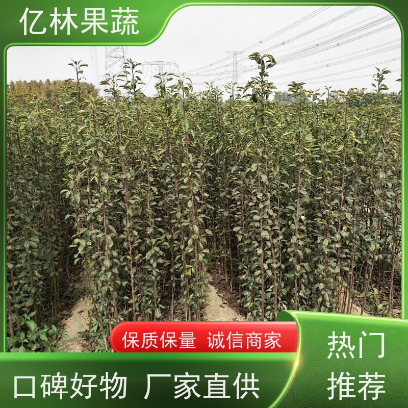基地培育 黄桃苗 嫁接技术指导 抗寒能力强 根系饱满成活率高