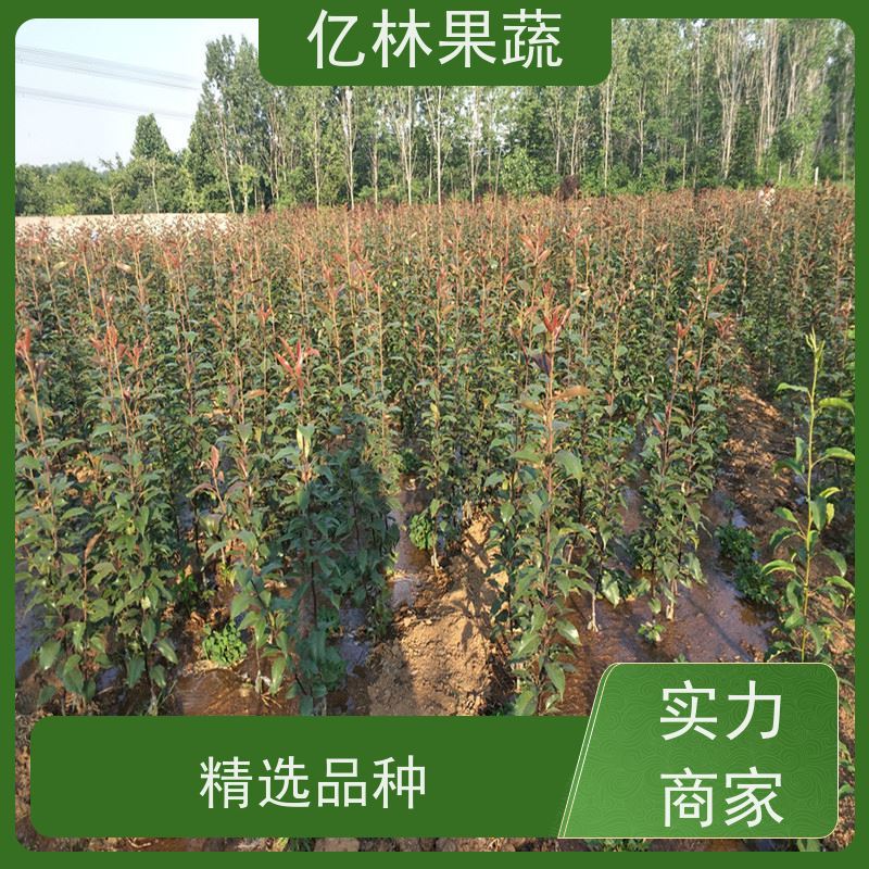 亿林苗木 秋彤桃 晚熟品种桃 口感脆甜 易栽培桃树苗