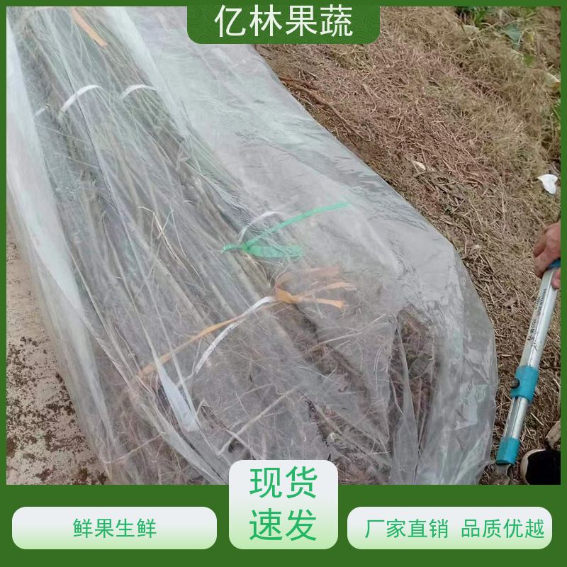 基地供应 园林嫁接桃苗 现挖现发 口感香甜 易栽培桃树苗