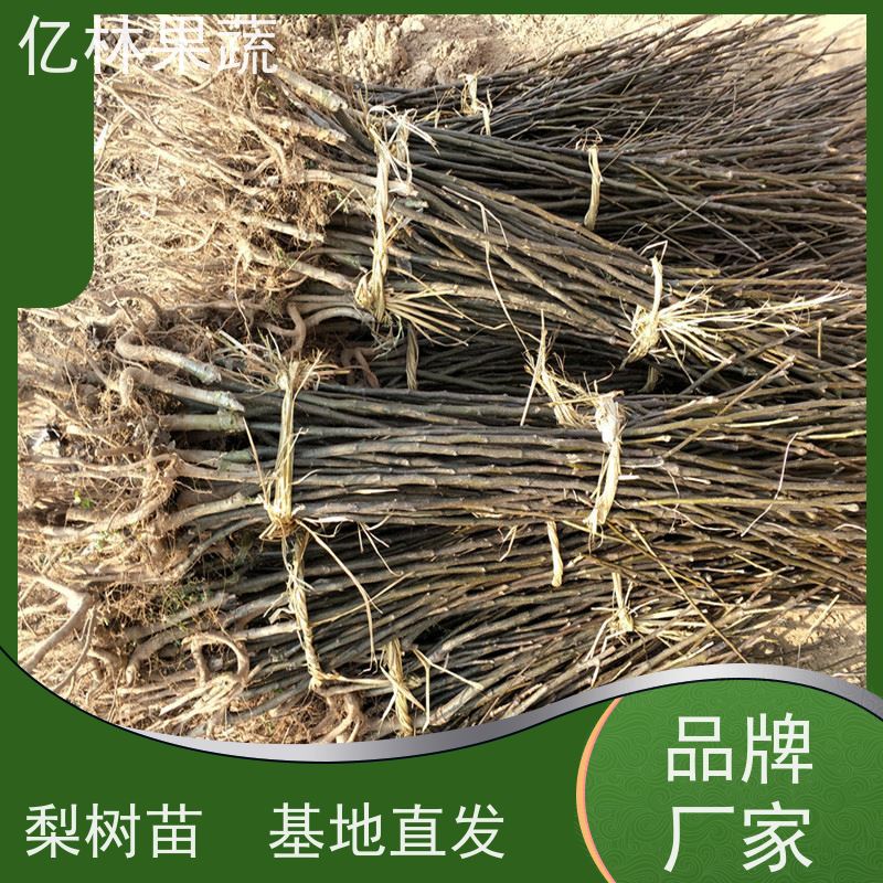 亿林苗木 黄桃苗 果树苗批发 当年结果 基地直发
