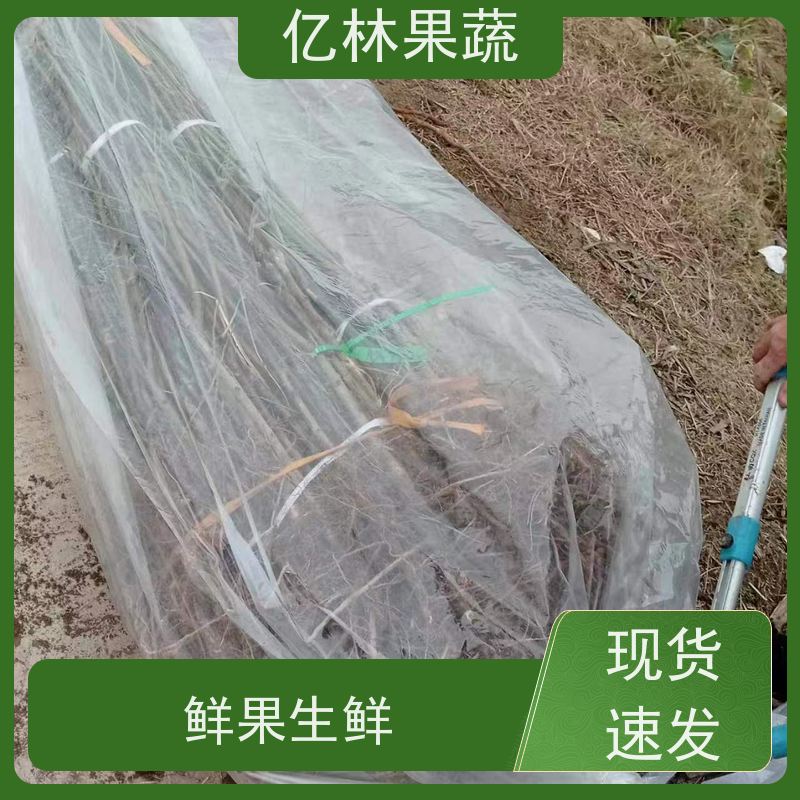 基地培育 油桃苗 三公分现挖现发 品种齐全 成活率高