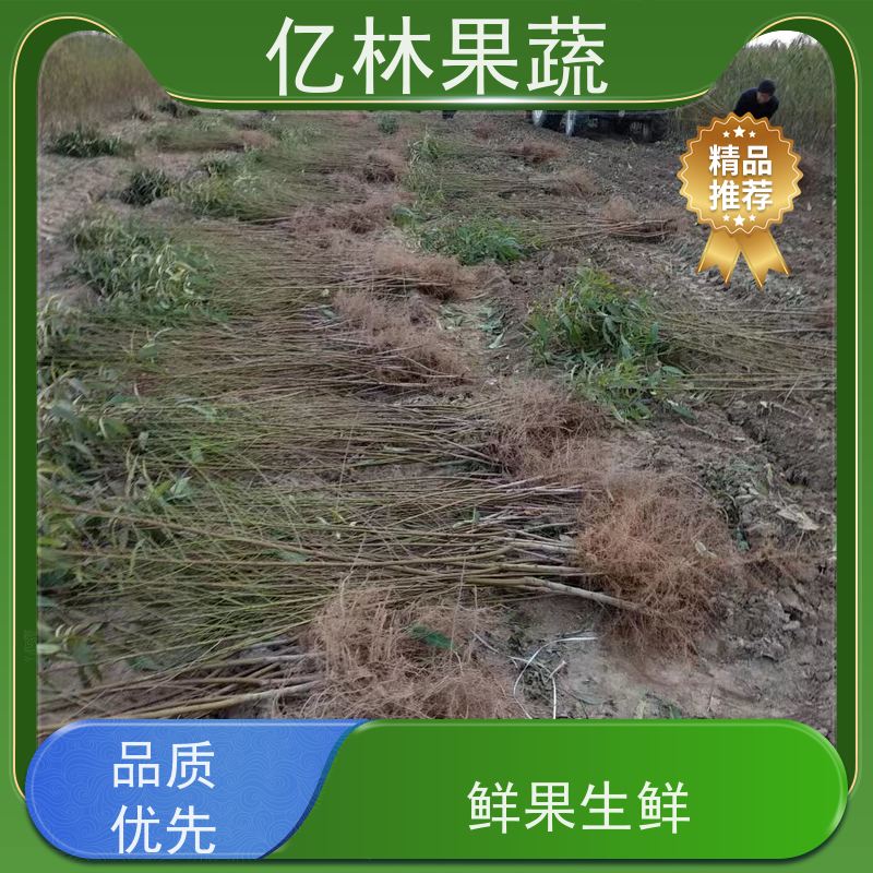 亿林苗木 桃树苗 晚熟品种桃 口感脆甜 根系饱满成活率高