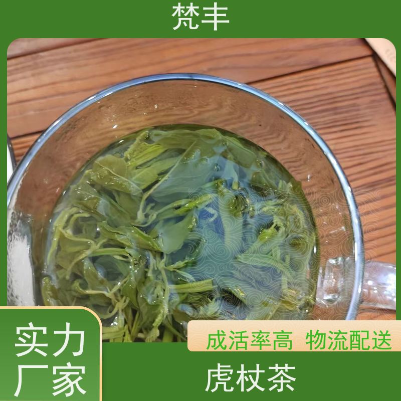 梵丰 虎杖用途 现挖 好种 易成活 基地直发 供货及时