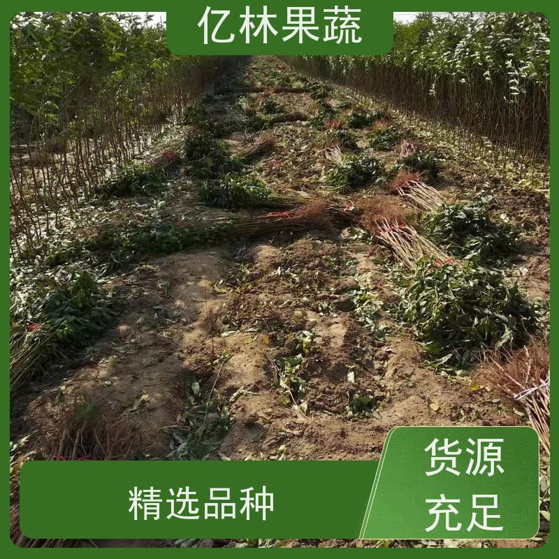 基地培育 冬桃苗 三公分现挖现发 品种齐全 果实饱满味道好