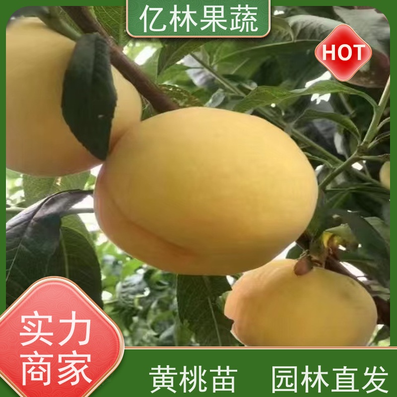 基地供应 冬桃苗 三公分现挖现发 品种齐全 易栽培桃树苗