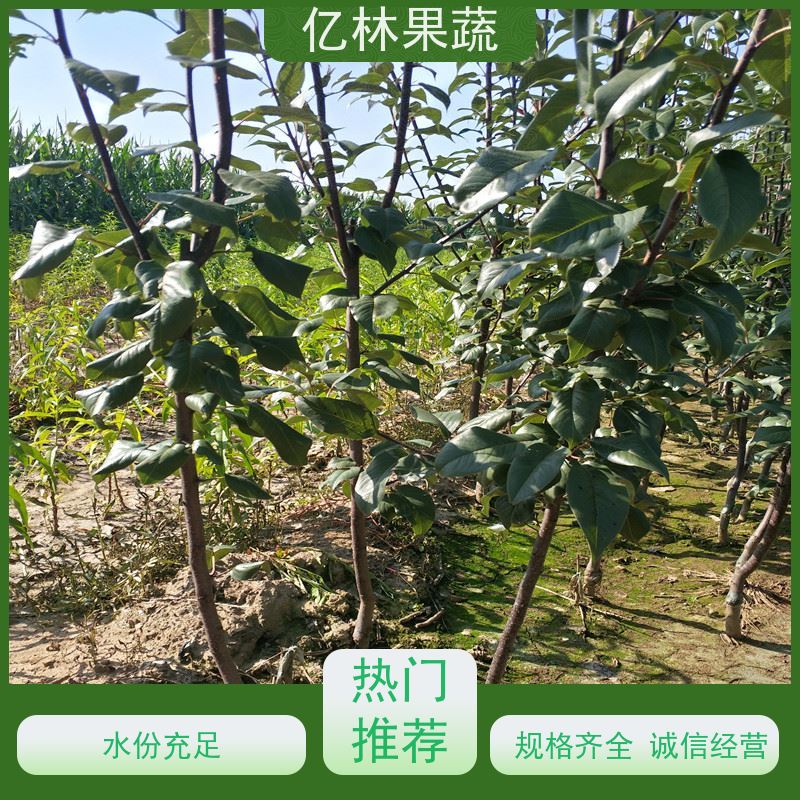 基地供应 黄桃苗 桃树果苗批发 自家园林 果实饱满味道好