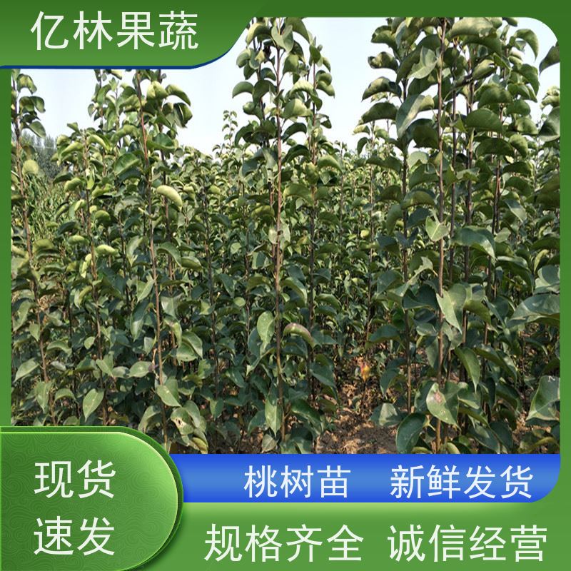 亿林苗木 冬桃苗 现挖现发新鲜 粗两公分 基地直发